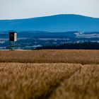 Vor der Ernte.   Hochsitz 2