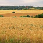 Vor der Ernte, nach der Ernte