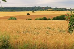 Vor der Ernte, nach der Ernte