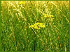 Vor der Ernte - vor dem Schnitt