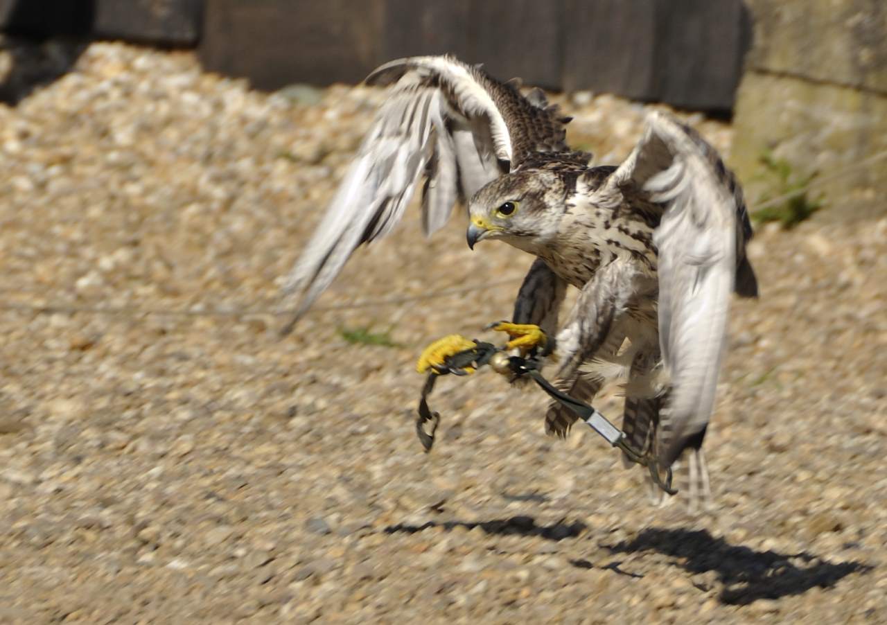 vor der Flugschau