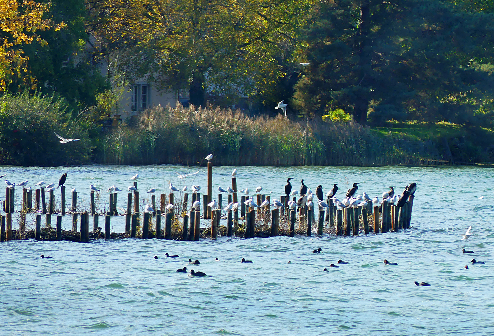 Vor der Halbinsel Au