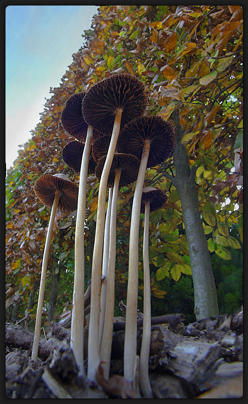 vor der Haustür an der Hecke