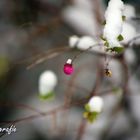 vor der Haustür - Symphoricarpos -