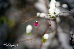 vor der Haustür - Symphoricarpos -