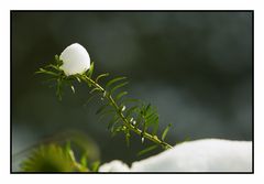 Vor der Haustüre - Schneeball