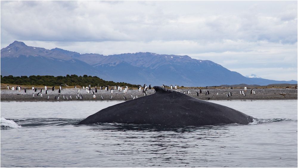 Vor der isla martillo