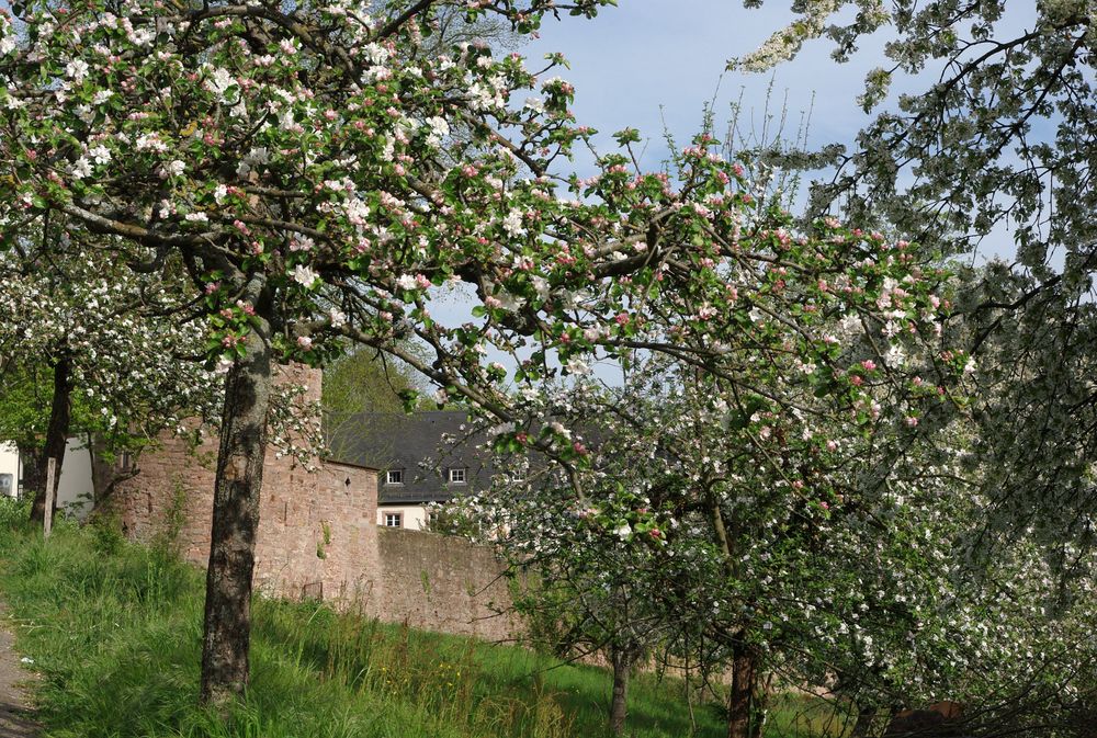 Vor der Klostermauer