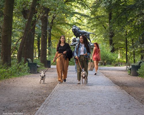 Vor der Löwengruppe am Ahornsteig des Berliner Tiergartens