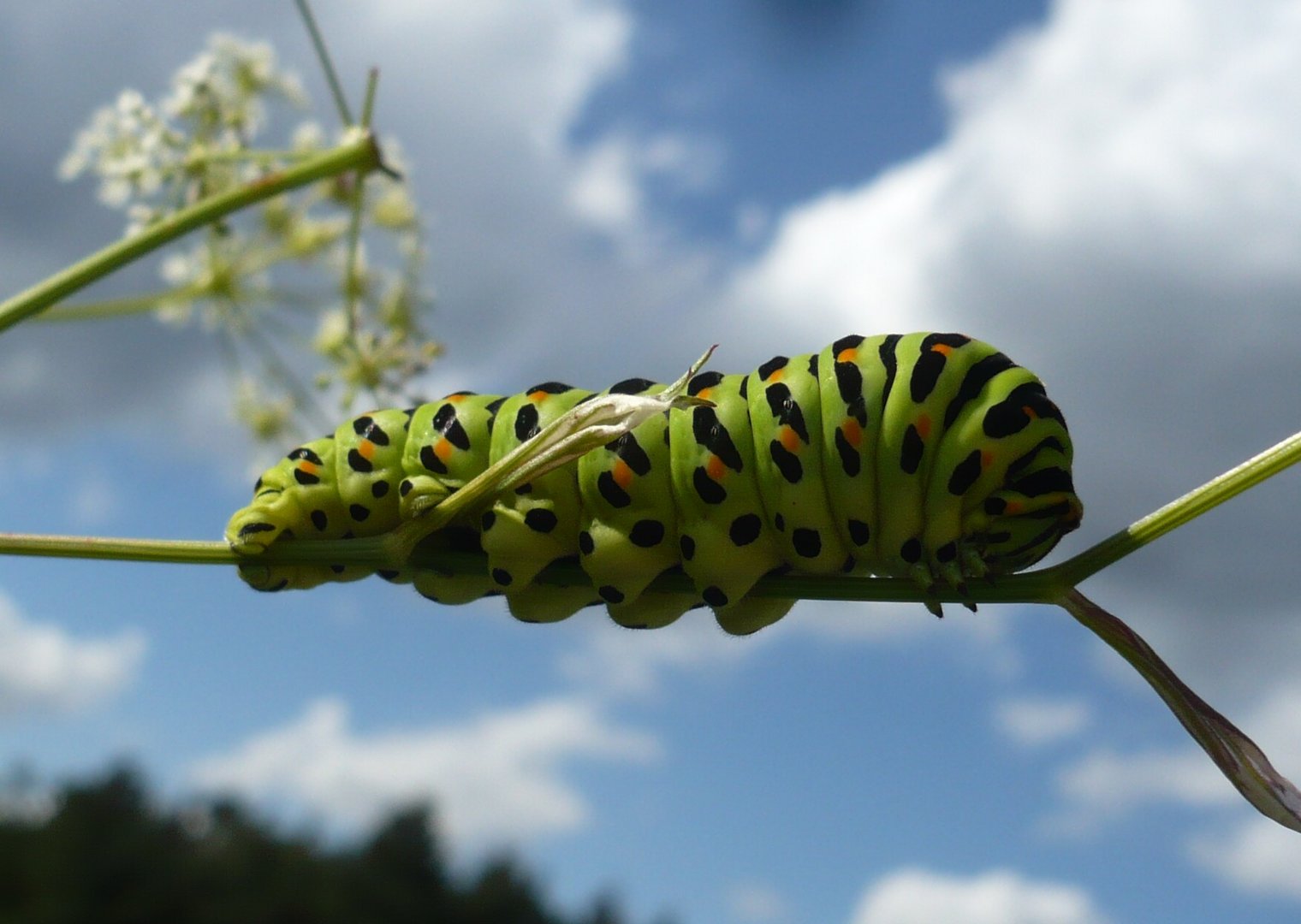 Vor der Metamorphose