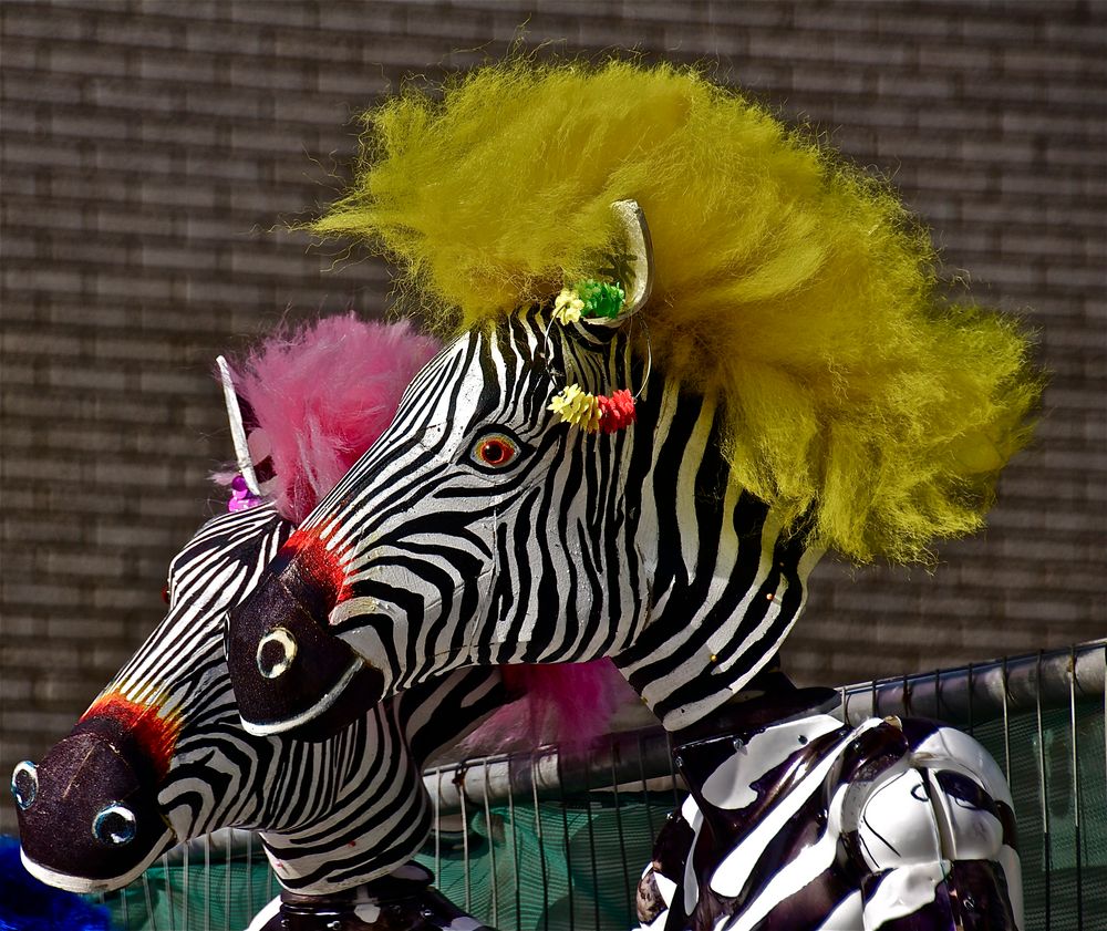 vor der miss zebra wahl