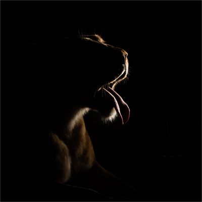 Vor der nächtlichen Jagd