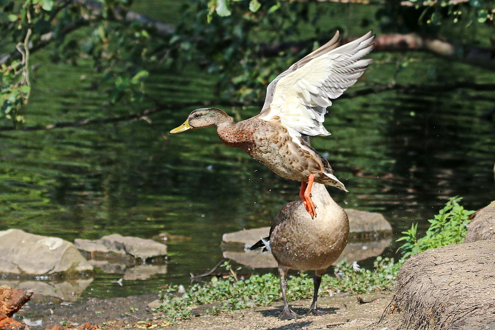 vor der Nase her geflogen