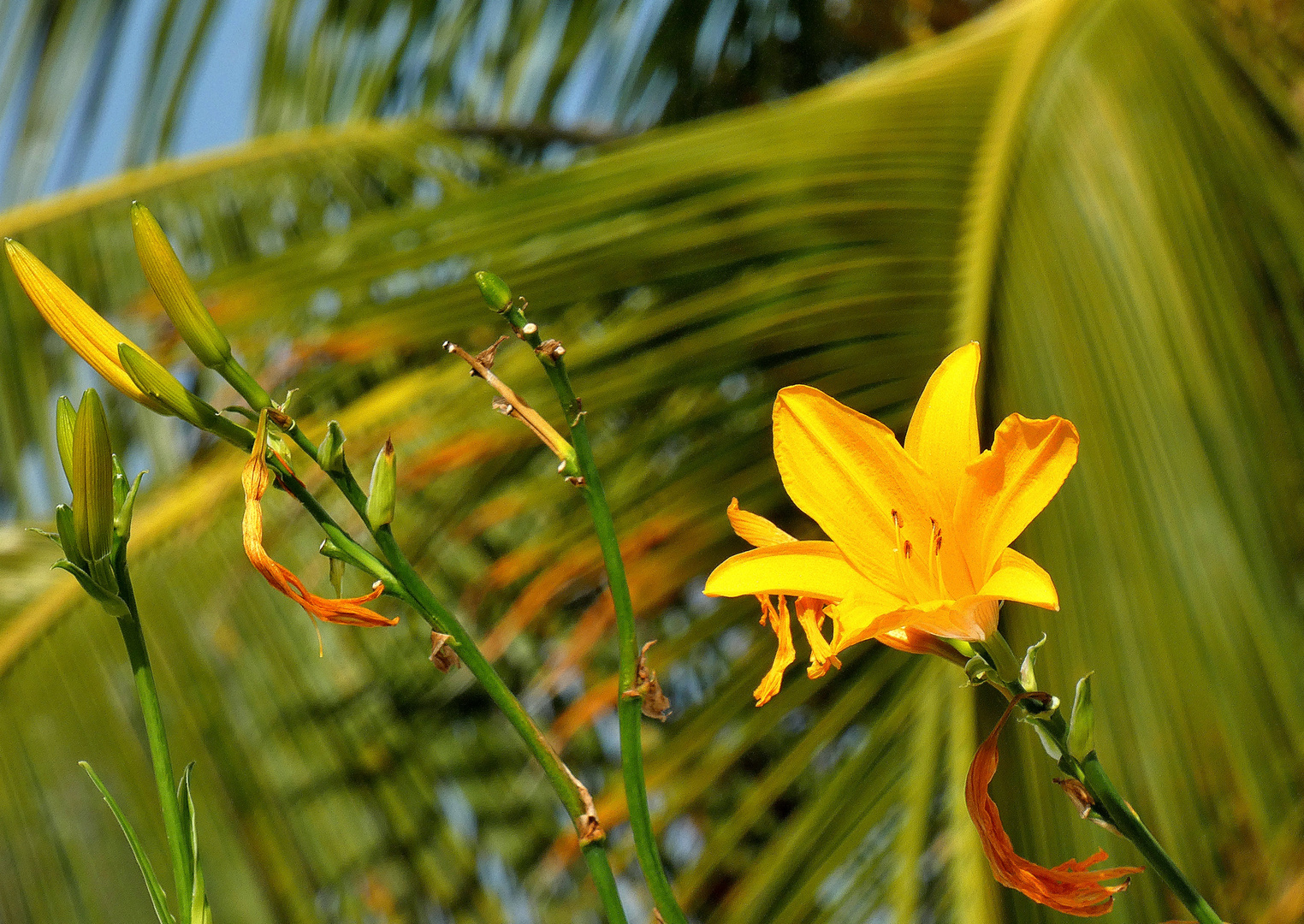 Vor der Palme