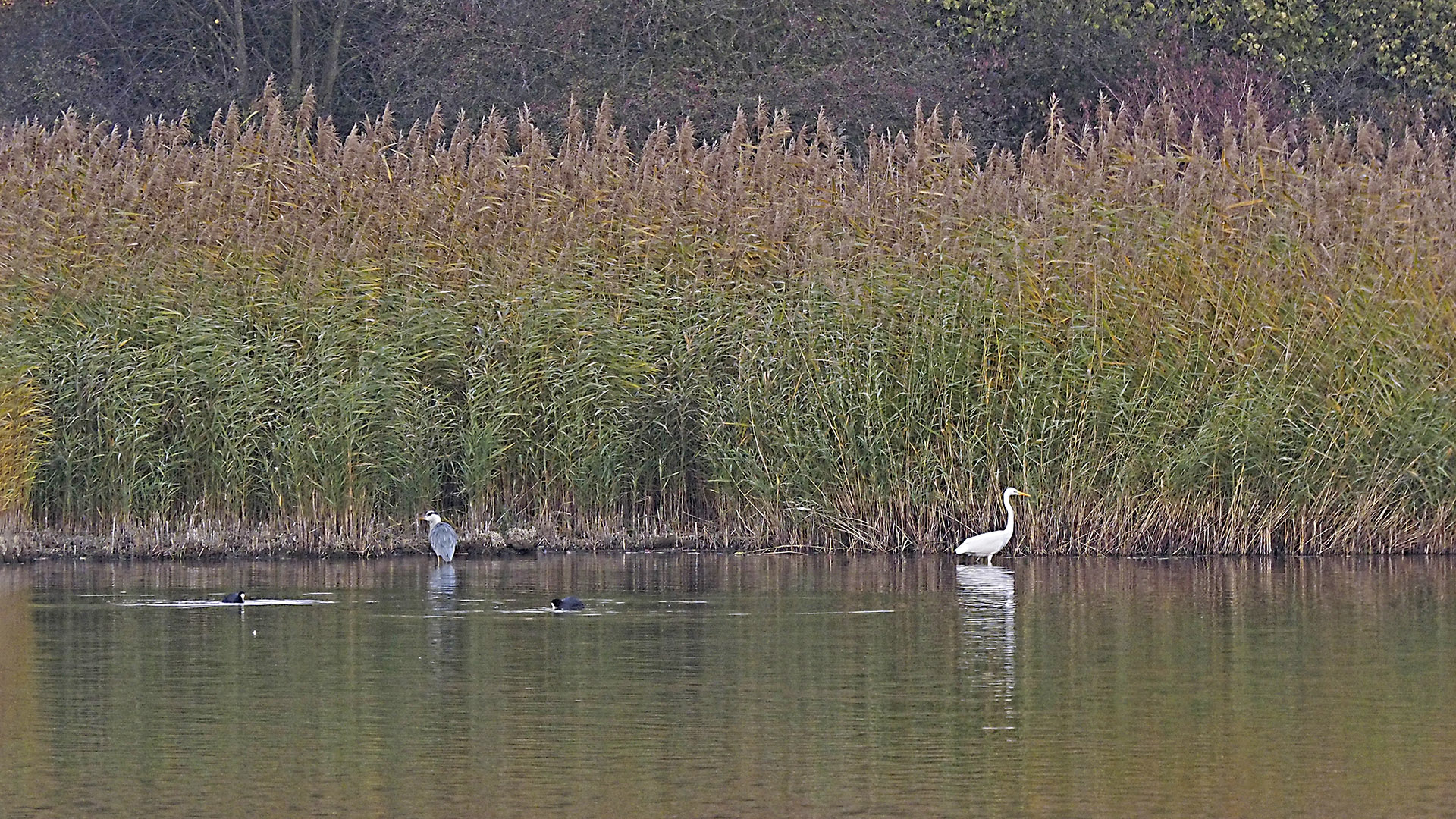 Vor der Schilfwand