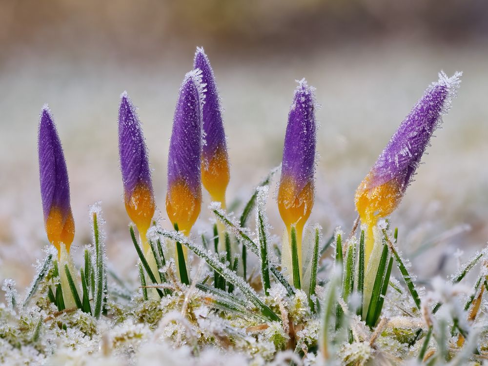 Vor der Sonne kam der Frost