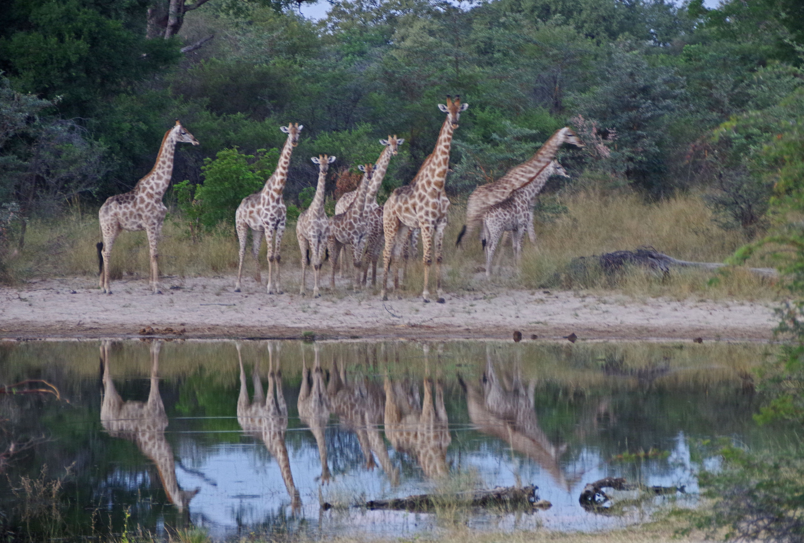 Vor Der Tränke - Namibia Serie