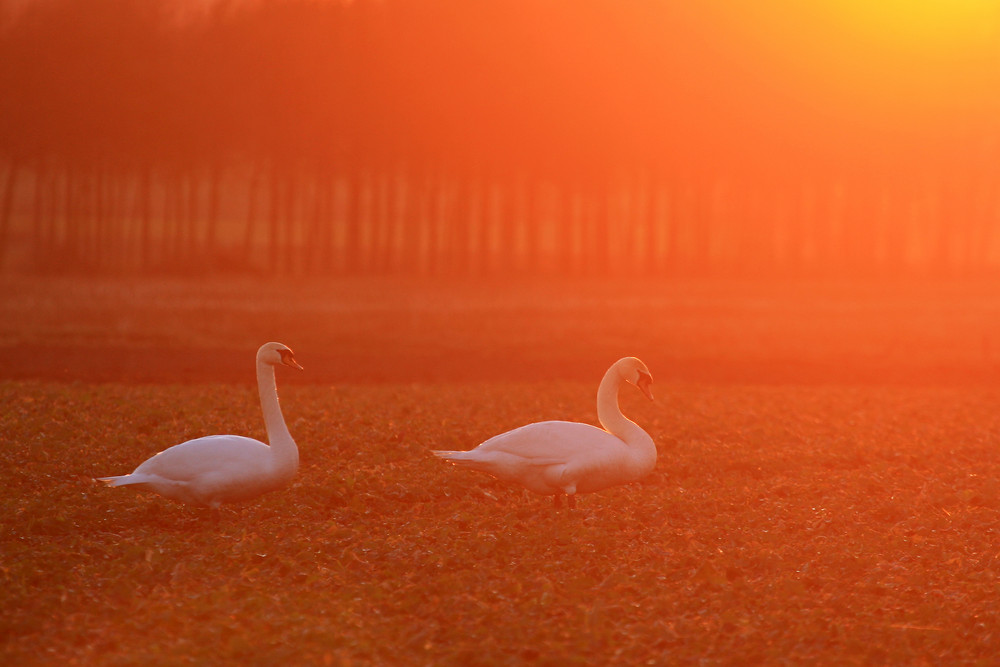 vor der untergehenden Sonne...