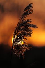 Vor der untergehenden Sonne