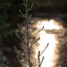 Vor der untergehenden Sonne an der Würm