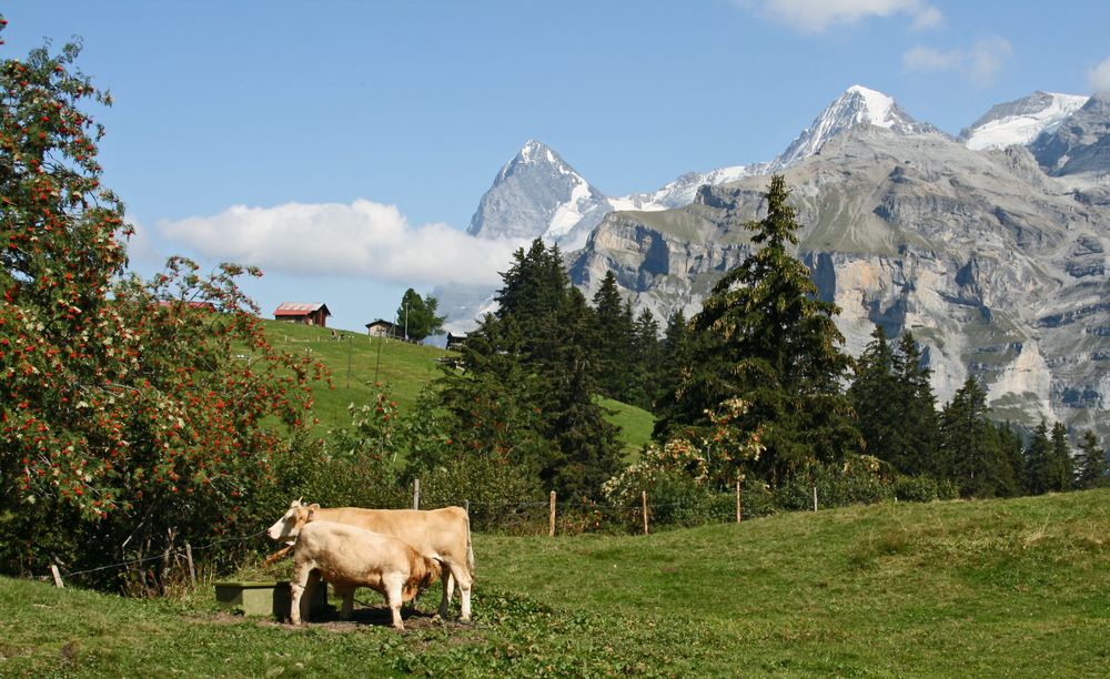 Vor dieser Kulisse schmeckt die Milch doch am Besten :-)