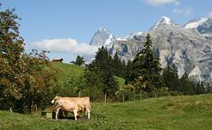 Vor dieser Kulisse schmeckt die Milch doch am Besten :-)