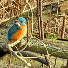 Vor drei Tagen:  Eisvogel an der Erft