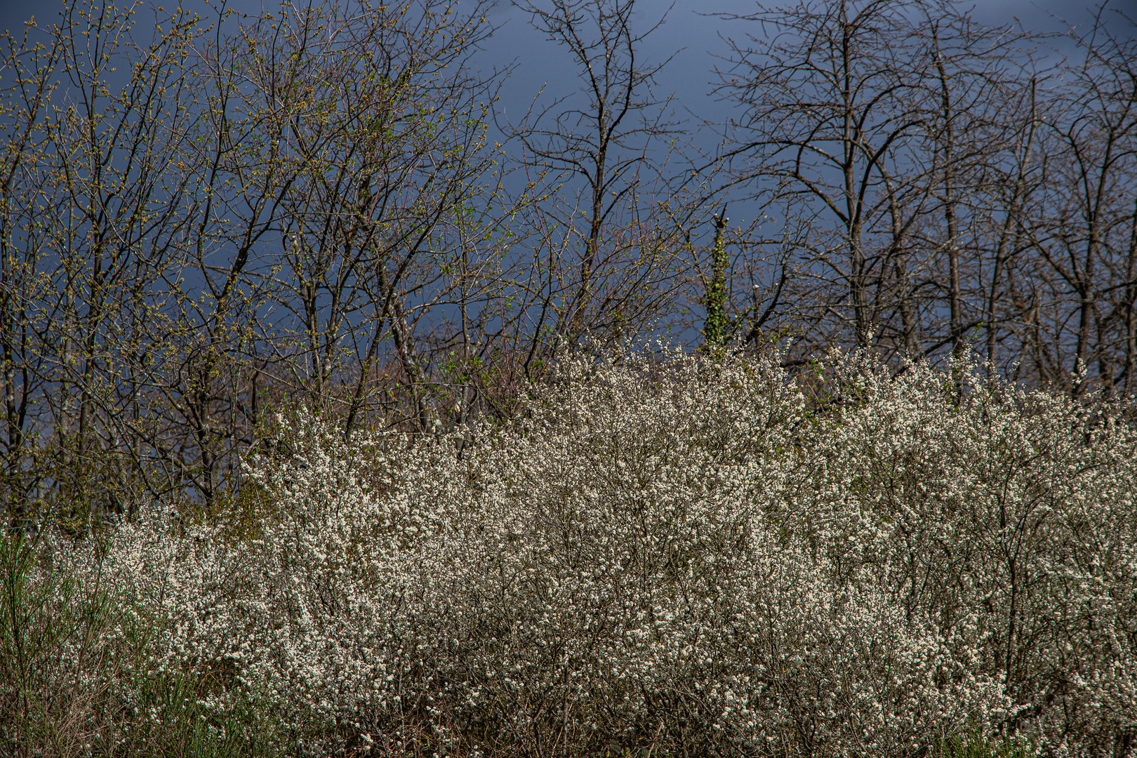 Vor dunklem Himmel