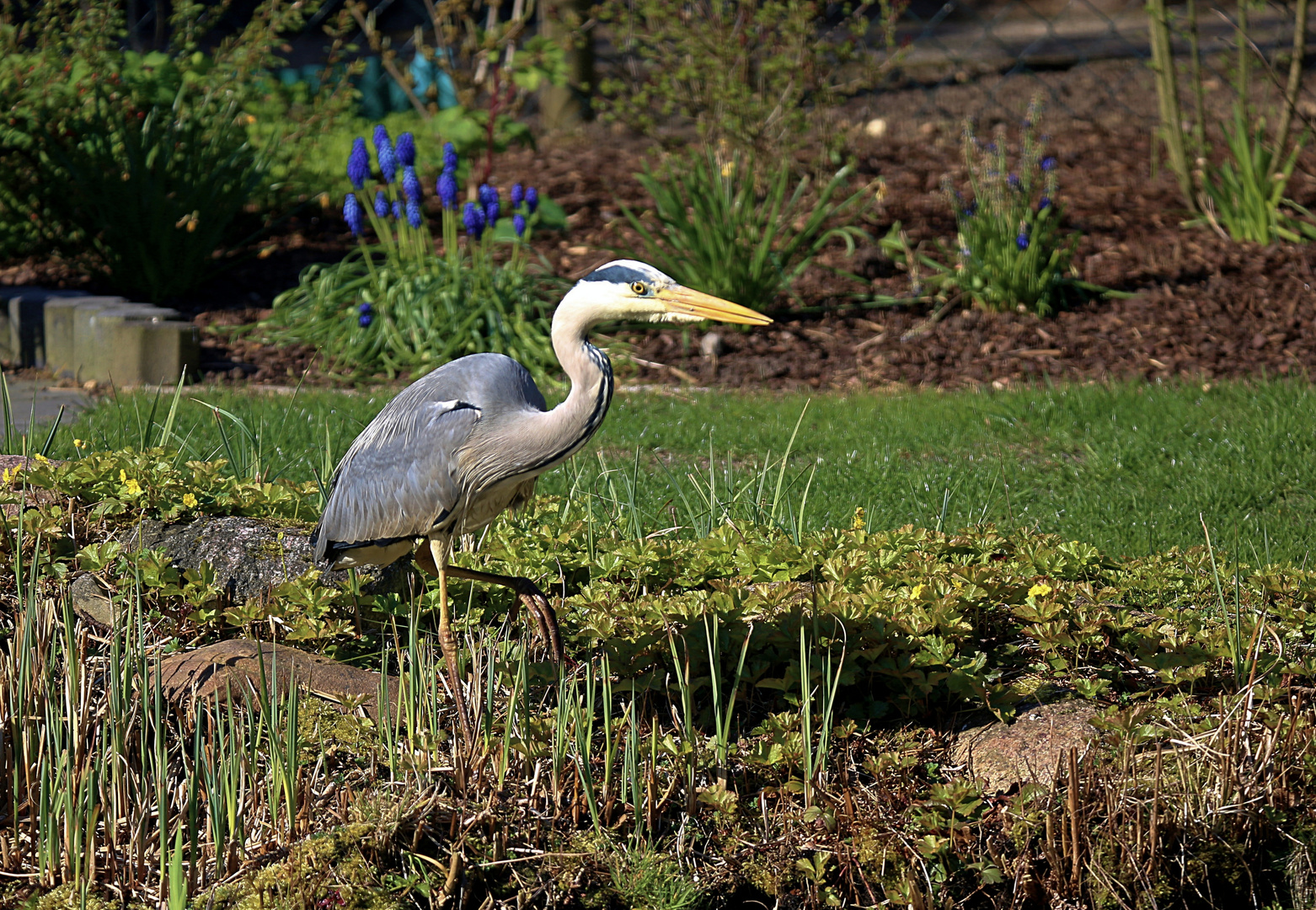 Vor ein paar Tagen am Gartenteich ...