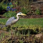 Vor ein paar Tagen am Gartenteich ...