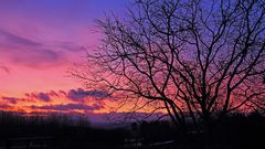 Vor einer Stunde gab es dieses Morgenrot in meinem Garten...