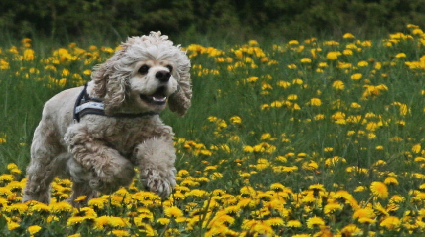 Vor einer Woche auf der Hundewiese....