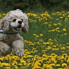 Vor einer Woche auf der Hundewiese....