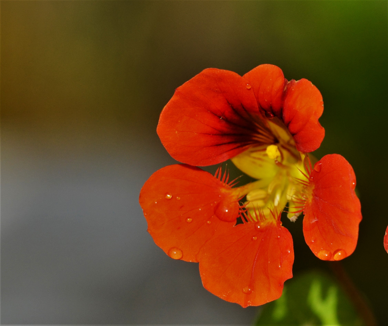 ...vor einer Woche haben sie noch geblüht - Gartenkresse