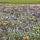 Vor-Frühling im Park... 