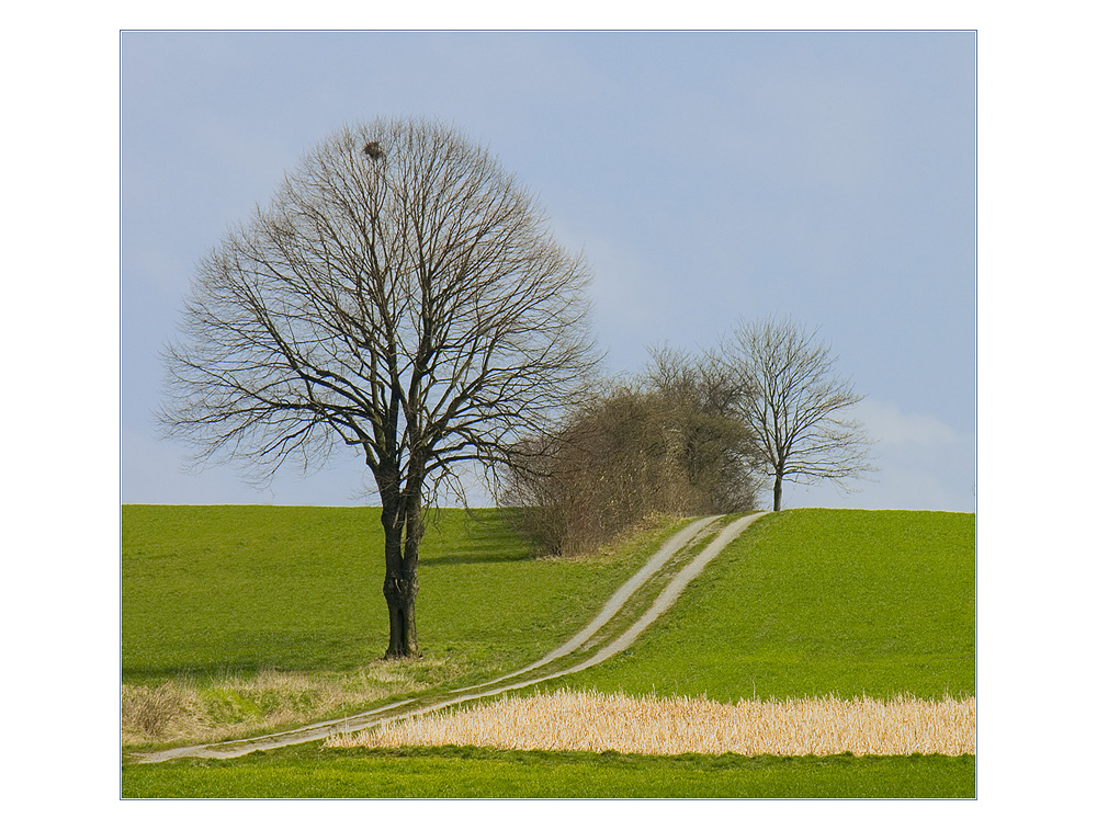 Vor-Frühling naht... - oder: Großes Bild mit Elsternnest... (2.  Variante)