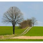 Vor-Frühling naht... - oder: Großes Bild mit Elsternnest... (2.  Variante)