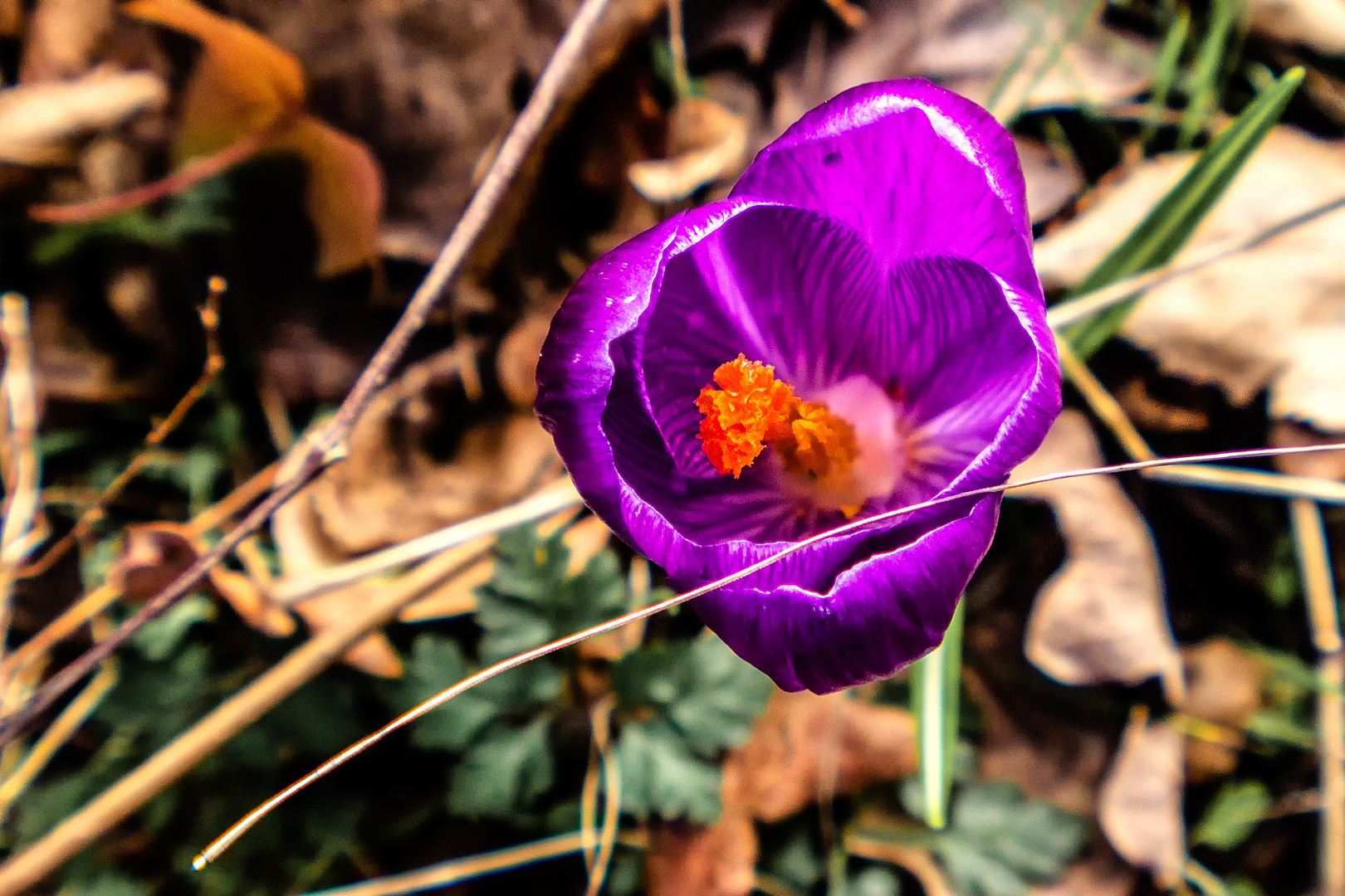 Vor-Frühlings-Farbtupfer ...