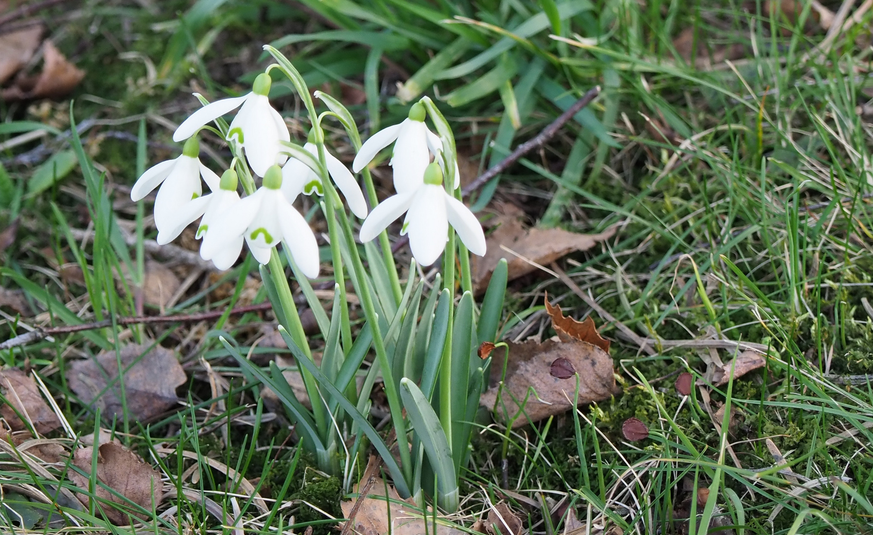 Vor-Fruehlingsgruss