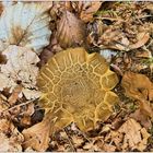  Vor fünf Wochen im Wald entdeckt