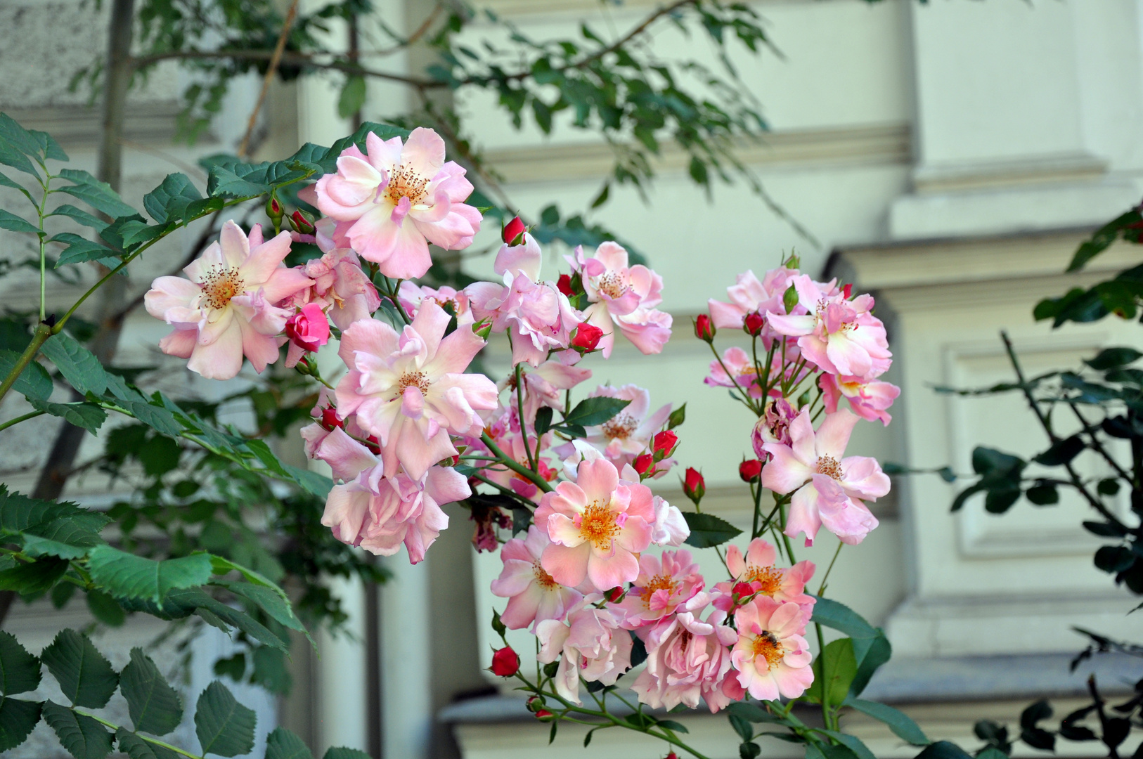 Vor-garten-rosen