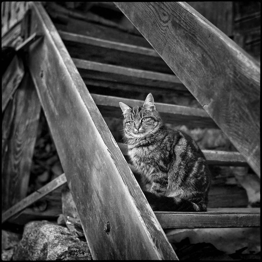 vor genau 40 Jahren aufgenommen: Katze auf einer Holzstiege  