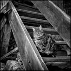 vor genau 40 Jahren aufgenommen: Katze auf einer Holzstiege  
