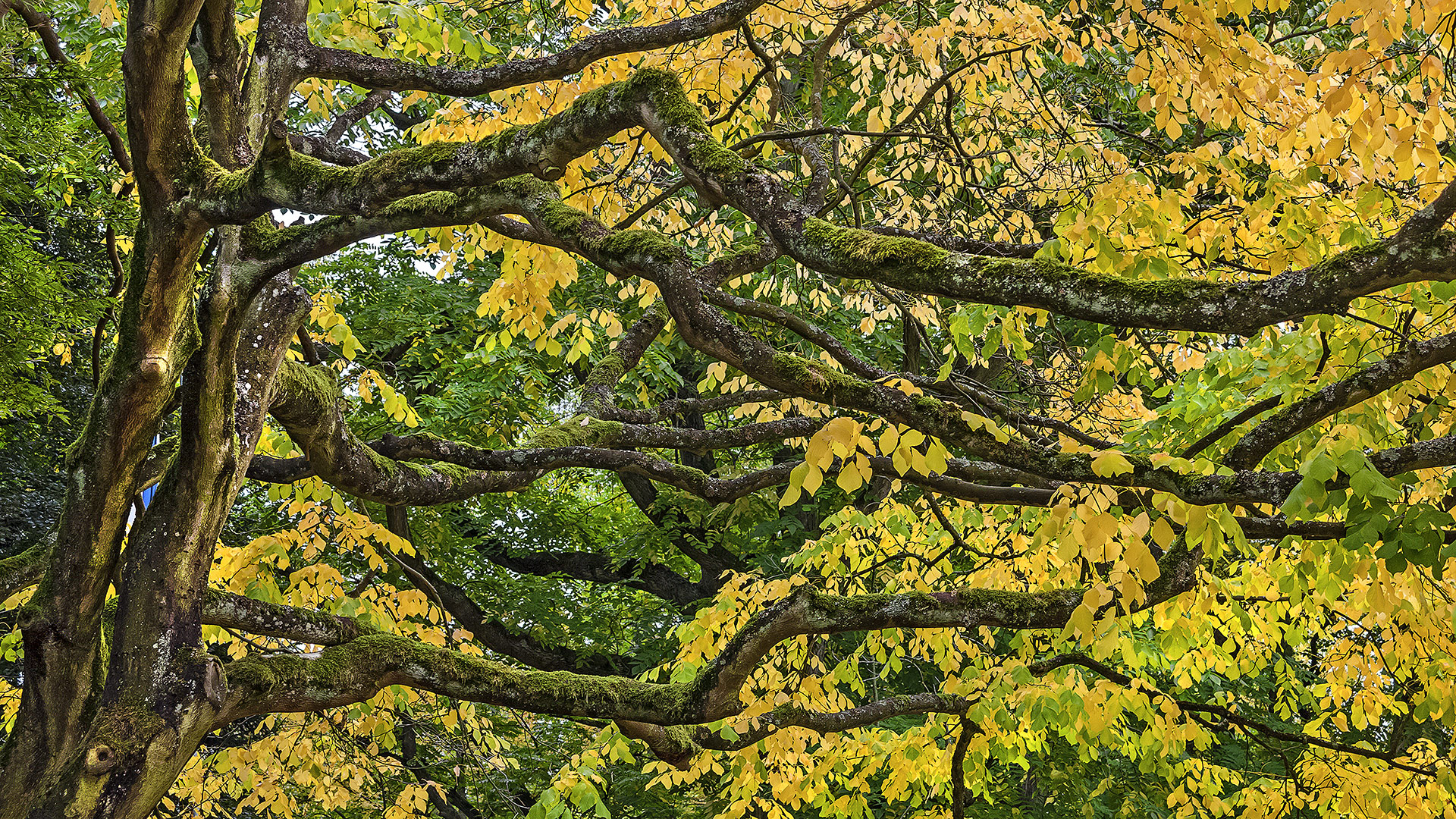 Vor genau 5 Jahren: Grandioser Herbst 2015 im Bad Homburger Kurpark