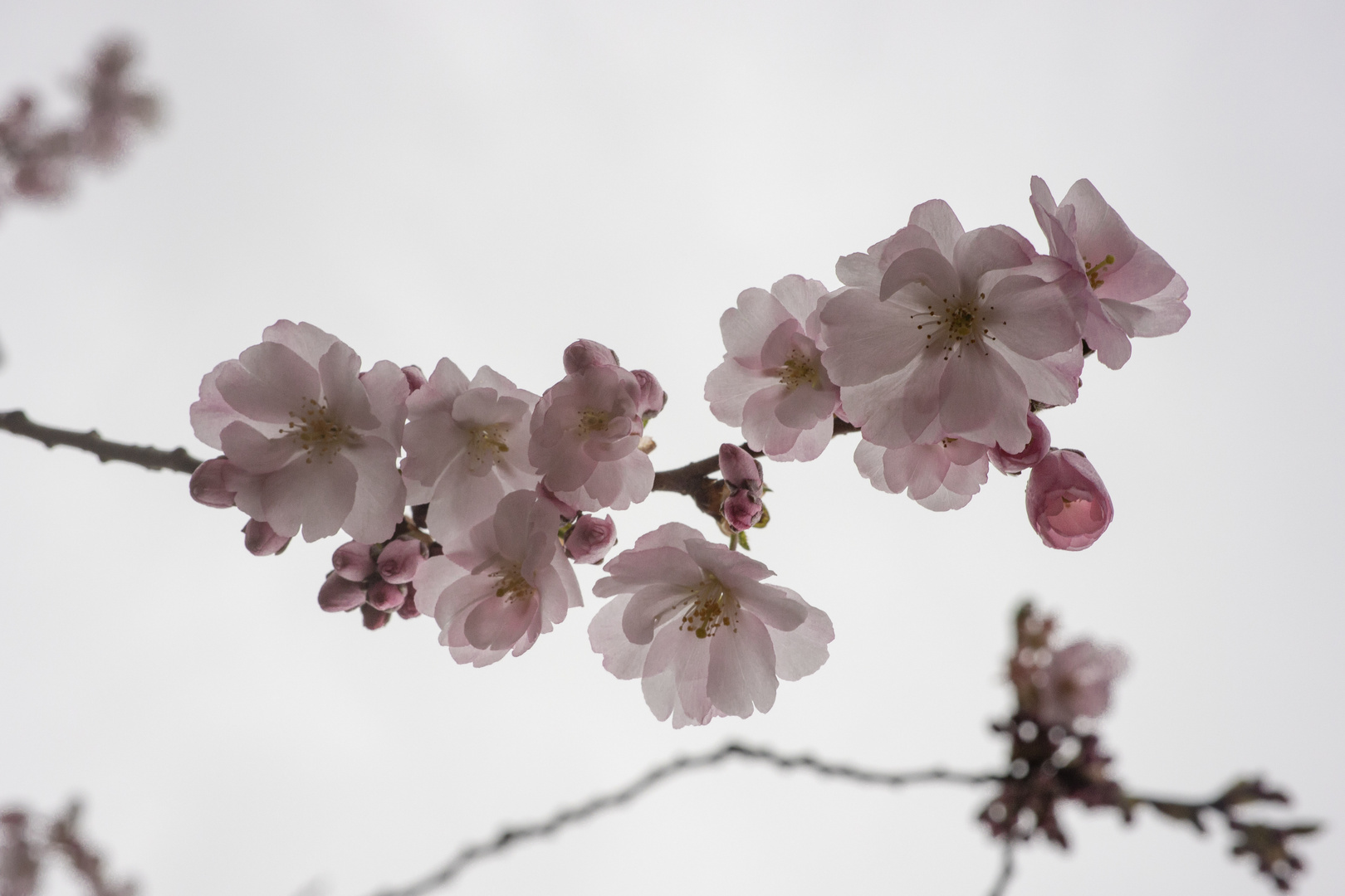 Vor grauem Himmel