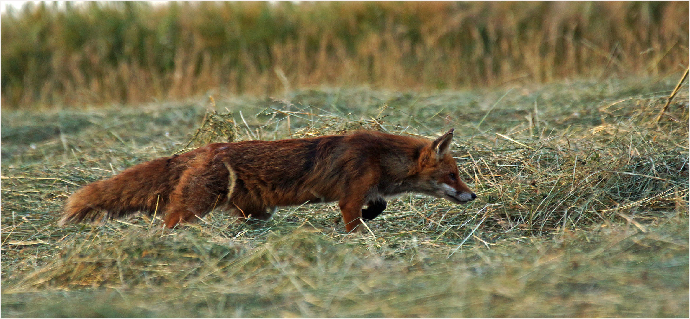 Vor gut einer Stunde, konnte ich diesen Fuchs "erlegen"