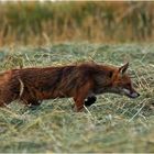 Vor gut einer Stunde, konnte ich diesen Fuchs "erlegen"