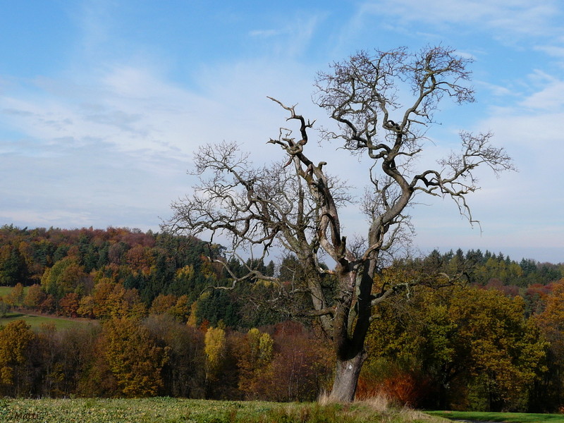 Vor herbstlicher Kulisse