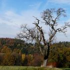 Vor herbstlicher Kulisse