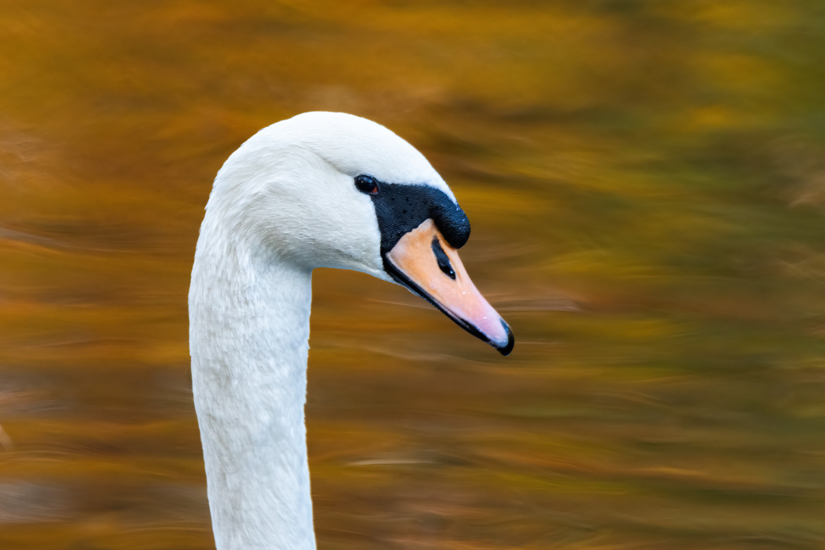 Vor Herbstwasser